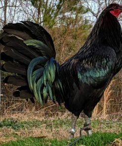 Black Mug Hatch Cross Gamefowl Roosters