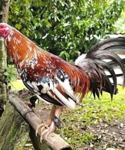 Spangled Kelso Gamefowl Cock For Sale
