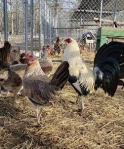 Frost Grey Pullets For Sale