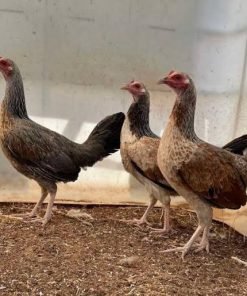 Rare Chocolate Grey Gamefowl Hens for Sale