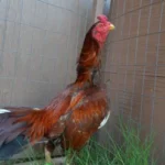 Brazilian Pumpkin gamefowl rooster
