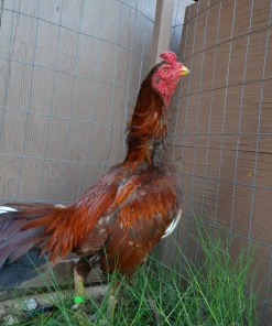 Brazilian Pumpkin gamefowl rooster