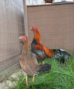 Premium Sonatol Asil Gamefowl Rooster For Sale