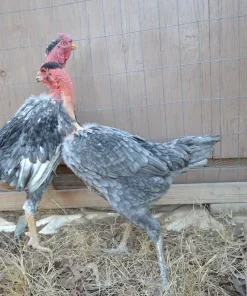 Madagascar Blue Gamefowl Pair For Sale