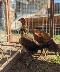 Hennie Ga Noi Don Hen For Sale